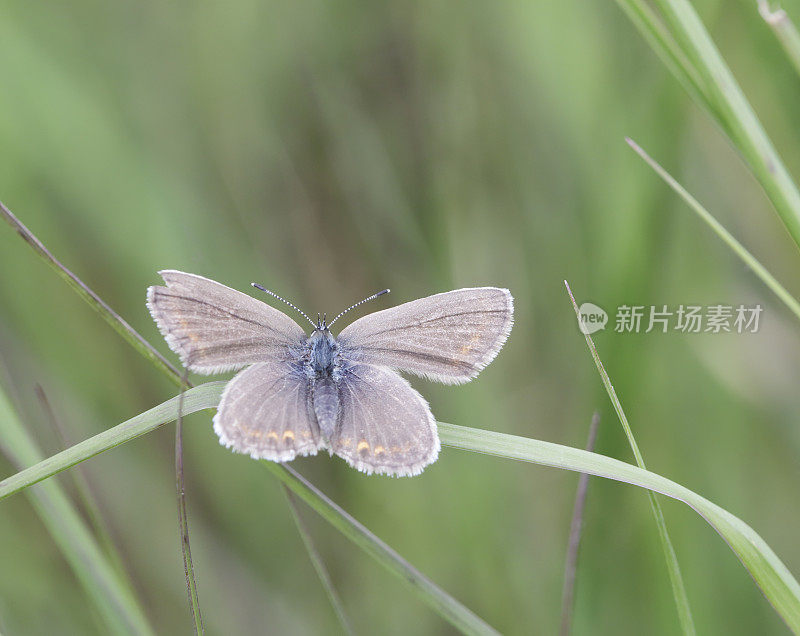 银钉蓝蝴蝶(Plebeius argus)雌性